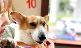 娱乐吃瓜酱忠犬琪哥,娱乐吃瓜酱的忠实守护者
