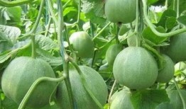 甜瓜生物爆料视频下载,视频爆料背后的秘密与启示
