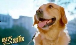 娱乐吃瓜酱忠犬琪哥,娱乐吃瓜酱的忠实守护者