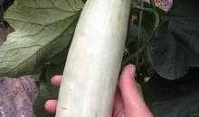 网红吃的绿色瓜是什么瓜,究竟是什么瓜？揭秘其独特魅力