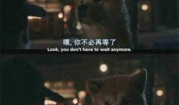 娱乐吃瓜酱忠犬琪哥,娱乐吃瓜酱的忠实守护者