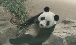 娱乐吃瓜熊猫视频在线观看,在线观看，笑料连连