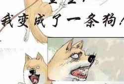 吃瓜打赌小说免费阅读,揭秘吃瓜群众的免费阅读冒险之旅