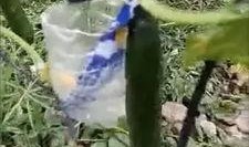 盐山网红吃瓜事件视频曝光,视频曝光引发网友热议