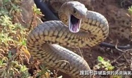 蛇王电影在线观看,在线惊悚之旅，揭秘神秘蛇界