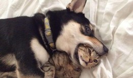 大河马爆料二哈视频全集,爆笑视频全集大揭秘