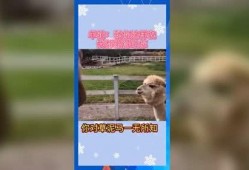 娱乐吃瓜用的音乐有哪些