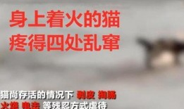 东湖盗窃学生爆料视频大全,学生爆料视频揭露惊人真相