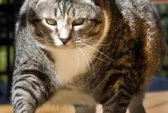 胖猫最新爆料新闻