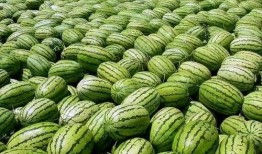 宁夏网红吃瓜事件真相视频,揭秘真相背后的惊人内幕