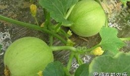 甜瓜乐园爆料君最新版,独家爆料，精彩内容抢先看！