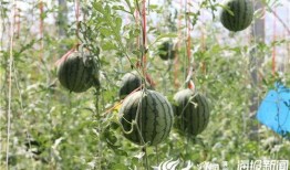 盐山网红吃瓜事件视频曝光,视频曝光引发网友热议